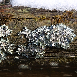 Orcinyl 3 (Givaudan) molecular structure or representation