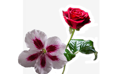 Palmarosa Essential Oil molecular structure or representation