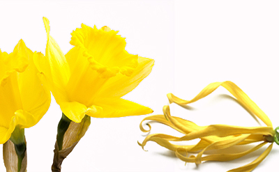 Para-Cresyl Methyl Ether molecular structure or representation