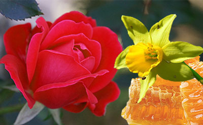 Para-Cresyl Phenyl Acetate molecular structure or representation