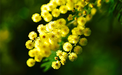 Para-Methyl Acetophenone molecular structure or representation