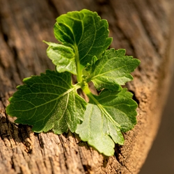 Patchoulol Crystals molecular structure or representation