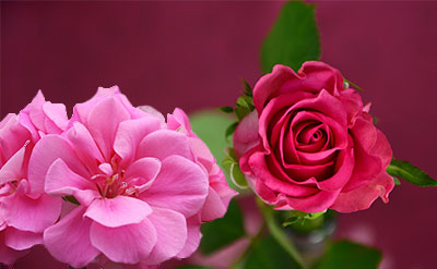 Peonile molecular structure or representation