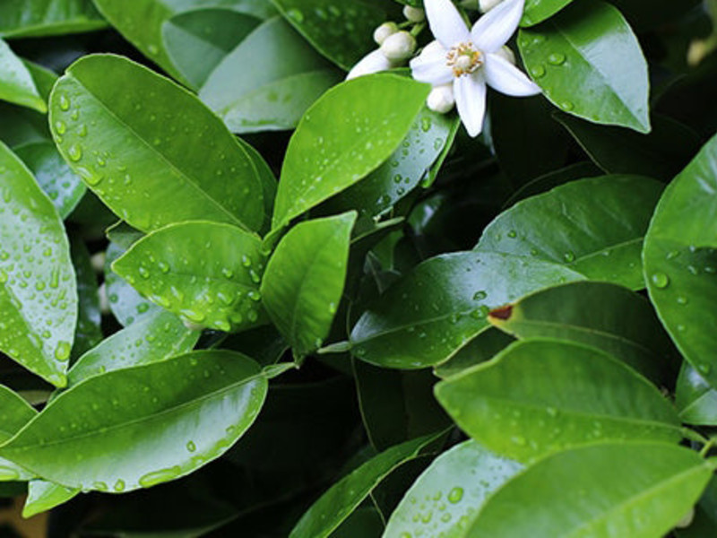 Petitgrain Lemon Oil molecular structure or representation