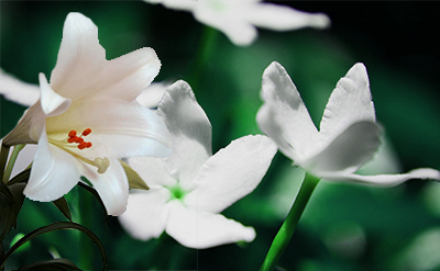 Phenyl Ethyl Dimethyl Carbinyl Acetate molecular structure or representation