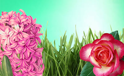 Phenyl Ethyl Formate molecular structure or representation