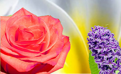 Phenyl Ethyl Salicylate molecular structure or representation