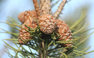 Pine Essential Oil molecular structure or representation