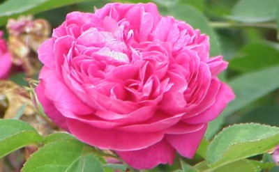 Rose Otto Bulgarian molecular structure or representation