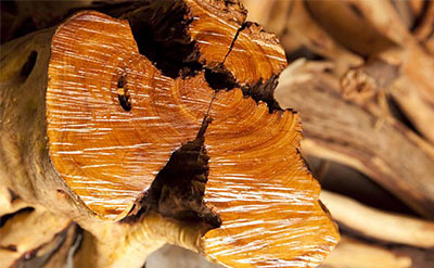 Image for Sandalwood Essential Oil