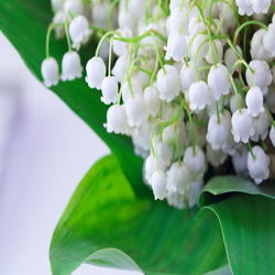 Silvial (Givaudan) molecular structure or representation