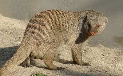 Skatole molecular structure or representation