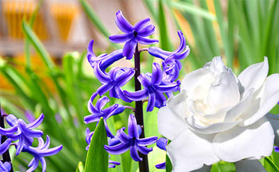 Styralyl Alcohol molecular structure or representation