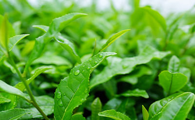 Tea Tree Oil molecular structure or representation