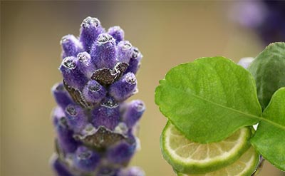 Terpinyl Acetate molecular structure or representation