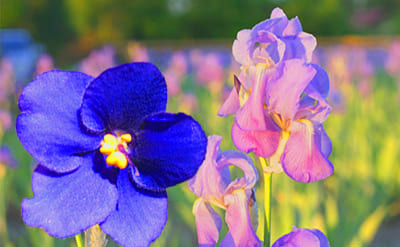 Ultralia molecular structure or representation