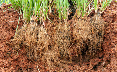 Vetival molecular structure or representation