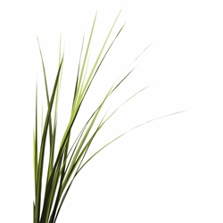 Vetiveryl Acetate molecular structure or representation