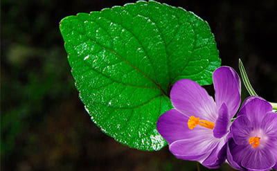 Violet Leaf Absolute molecular structure or representation