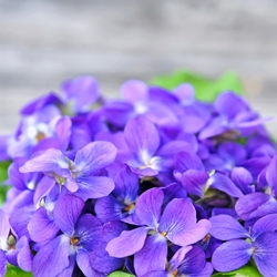 Violettyne Mip Firmenich molecular structure or representation