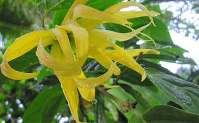 Ylang Ylang Essential Oil Extra molecular structure or representation