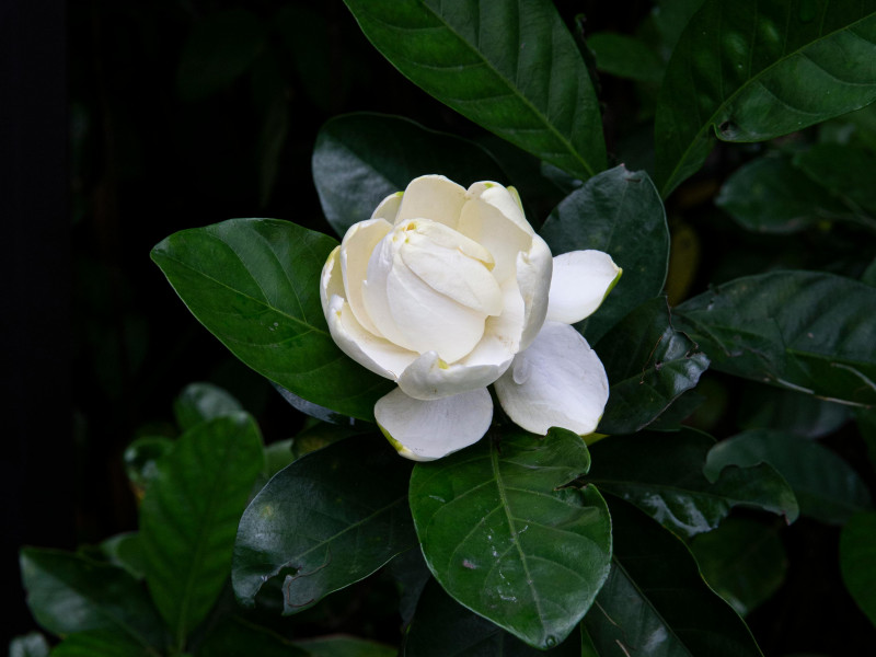 Styralyl Acetate molecular structure or representation