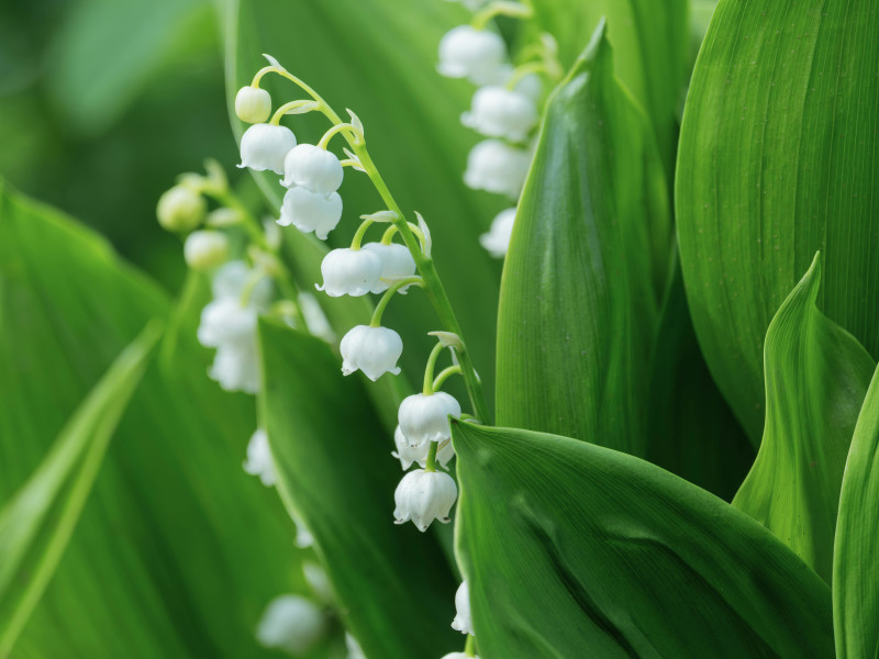 Muguet Undecadienal molecular structure or representation