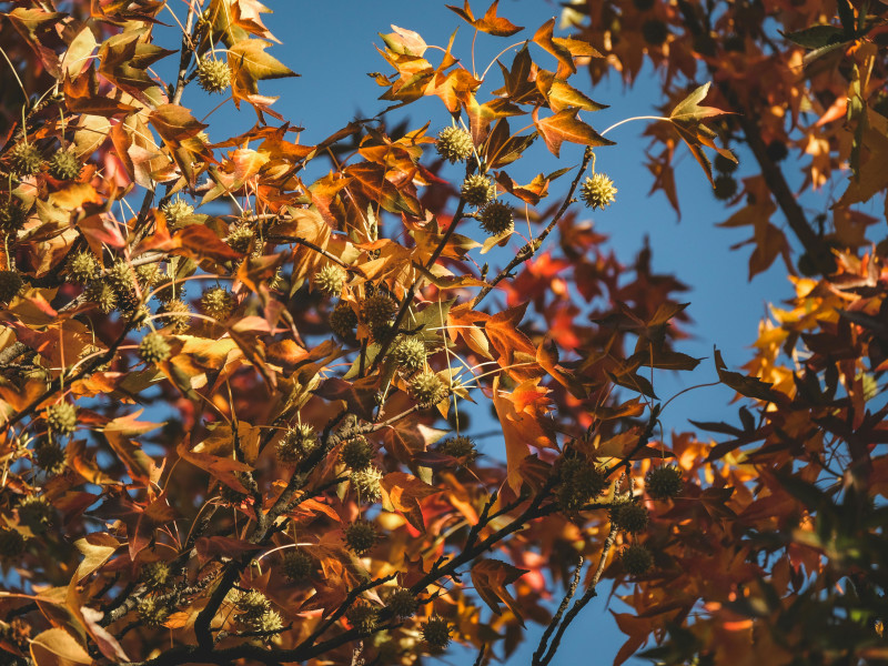 Styrax Oil (Liquidambar Orientalis) molecular structure or representation