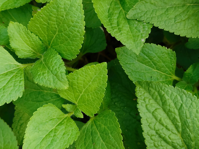 Image for Patchouli Essential Oil