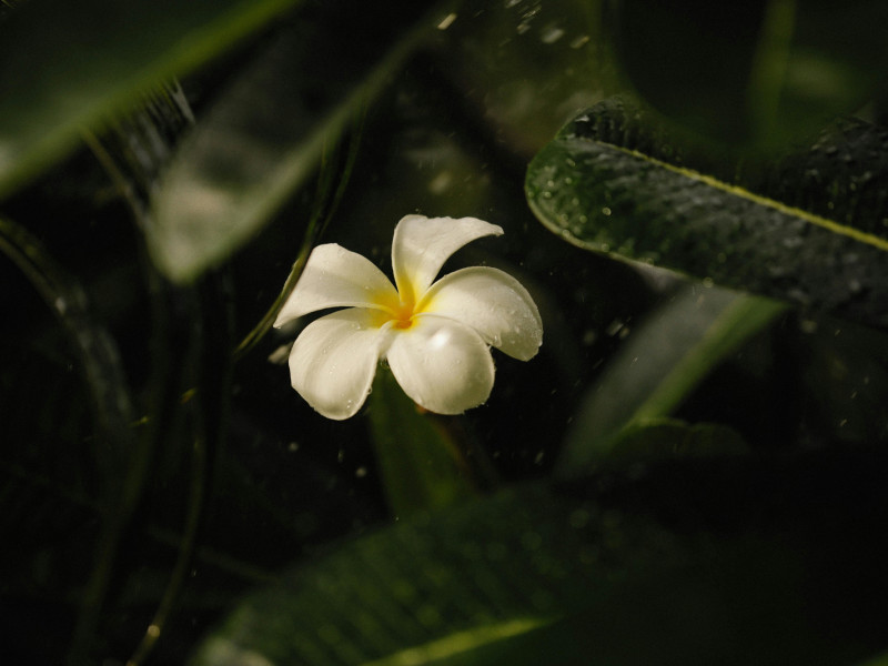 Champaca Leaf Essential Oil molecular structure or representation