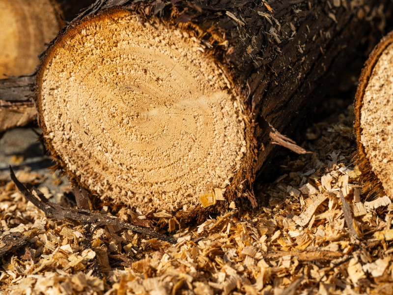 Cedarwood Virginian Essential Oil specimen