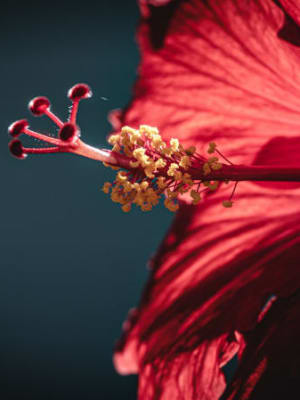 Image for Hibiscus Accord