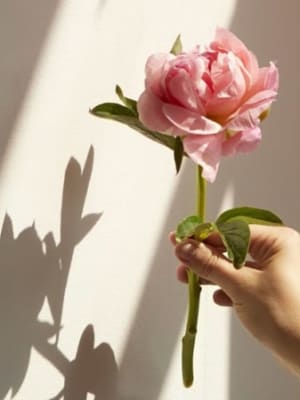 Image for Peony
