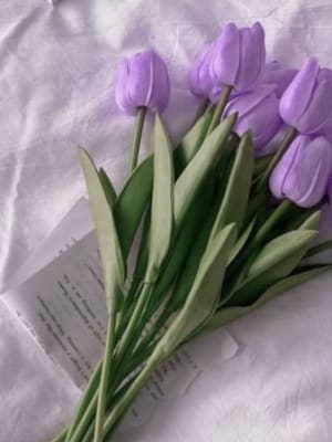 Image for Violet Accord