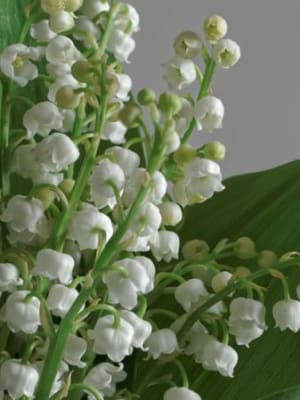 Image for Muguet (Lily of the Valley) Accord