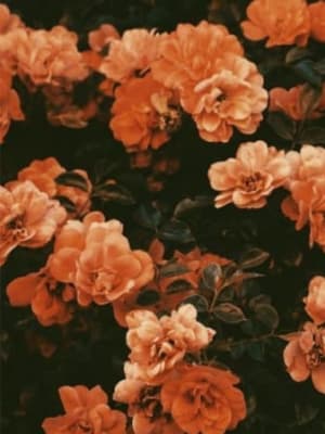 Image for Orangeflower Key Accord