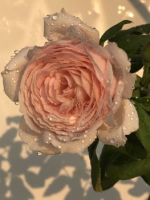 Image for Accord N° 208696 Rose (Firmenich)