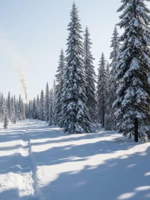 Image for SNOWBLIND