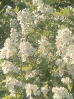 Image for Accord N° 208012 Green floral (Firmenich)