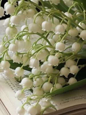 Image for Muguet 10A