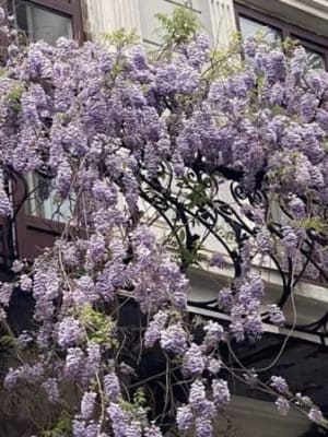 Image for Wisteria 10