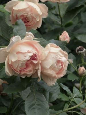 Image for Rose Geranium 70