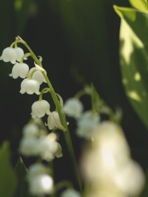 Image for Muguet 10 C