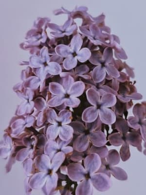 Image for Lilac 40