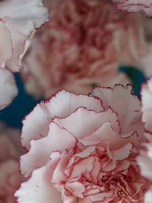 Image for Carnation 20 Extra