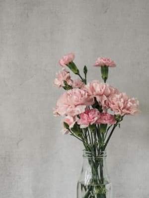 Image for Carnation 10