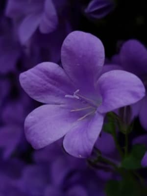 Image for Violet 10