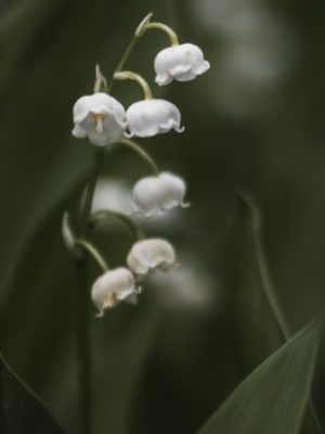 Image for Muguet 10B