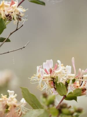 Image for Honeysuckle 10