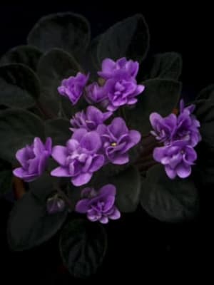 Image for Violet 30